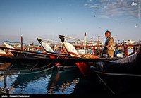 theranosticsiran.com :: Bushehr Theranostic Center
