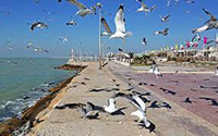 theranosticsiran.com :: Bushehr Theranostic Center