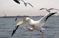 theranosticsiran.com :: Bushehr Theranostic Center