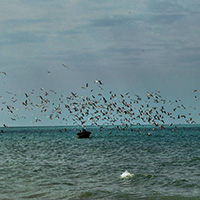 theranosticsiran.com :: Bushehr Theranostic Center