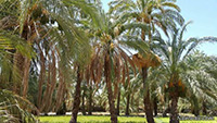 theranosticsiran.com :: Bushehr Theranostic Center