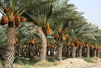 theranosticsiran.com :: Bushehr Theranostic Center
