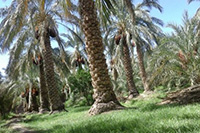 theranosticsiran.com :: Bushehr Theranostic Center